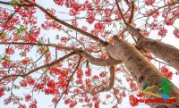 Can ho du lich vung tau - NEWLANDS - SÀN GIAO DỊCH BẤT ĐỘNG SẢN VINATHIS