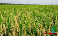 BÌNH DƯƠNG – LÀN SÓNG TÁI ĐỊNH GIÁ VÀ XU HƯỚNG BẤT ĐỘNG SẢN HẠNG SANG CHUYÊN BIỆT