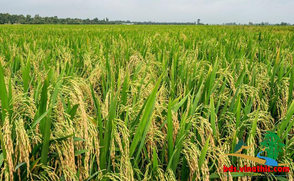 BÌNH DƯƠNG – LÀN SÓNG TÁI ĐỊNH GIÁ VÀ XU HƯỚNG BẤT ĐỘNG SẢN HẠNG SANG CHUYÊN BIỆT